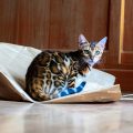 Bengal Wiki – alles über die Katzenrasse Bengal