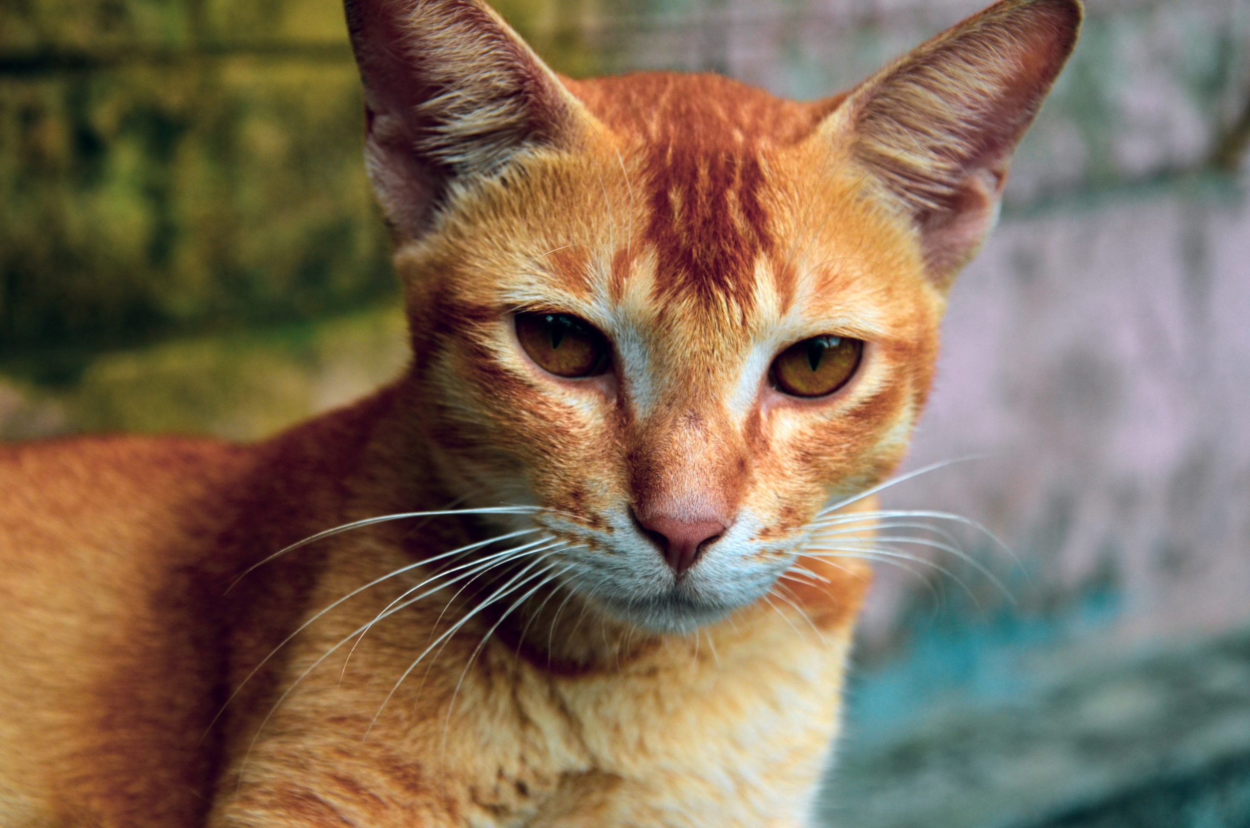 Ceylon-Katze Wiki – alles über die Katzenrasse Ceylon-Katze
