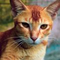 Ceylon-Katze Wiki – alles über die Katzenrasse Ceylon-Katze