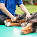 Wellness für den Hund, Physiotherapie bei Arthrose, Spondylosen