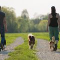 Spaziergang mit Hunden