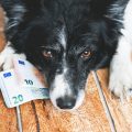 Monatliche Kosten für einen Hund