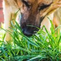 Hund frisst Gras