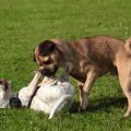 Jack-Russel Hündin unterwirft sich paarungsbereitem Mops-Mix